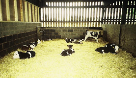 Calf housing