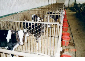 Calf housing