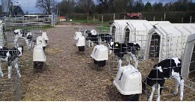 Calf housing