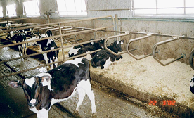 Calf housing