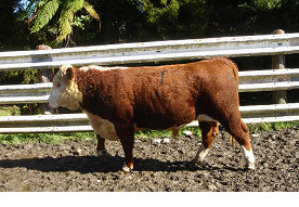 Castration of calves