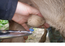 Castration of calves