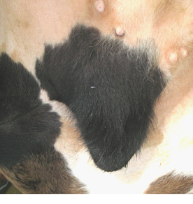 Castration of calves