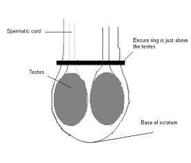 Castration of calves