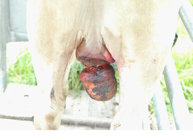 Castration of calves