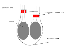 Castration of calves