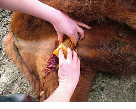 Castration of calves