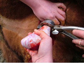 Castration of calves
