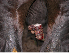 Castration of calves