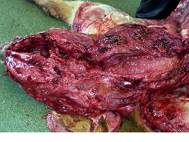 Blackleg (blackquarter)