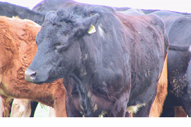 Infectious Bovine Keratoconjunctivitis (IBK, "Pink eye", New Forest Disease")