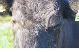 Infectious Bovine Keratoconjunctivitis (IBK, "Pink eye", New Forest Disease")