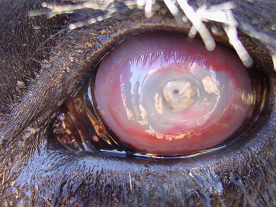 Infectious Bovine Keratoconjunctivitis (IBK, "Pink eye", New Forest Disease")