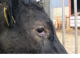 infectious bovine rhinotracheitis (IBR)
