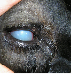 Bovine Iritis "silage eye"