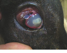 Bovine Iritis "silage eye"