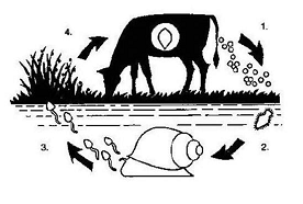 Lifecycle of Fasciola hepatica