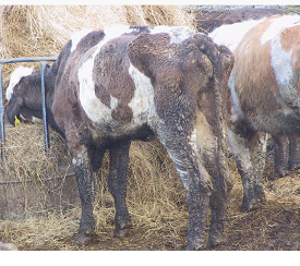 Liver fluke control in cattle