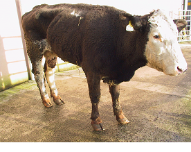 Liver fluke control in cattle