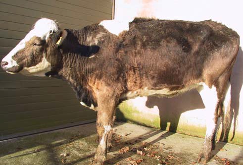 Tumours of the abomasum