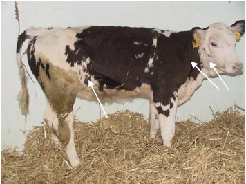 The juvenile form of sporadic bovine leucosis