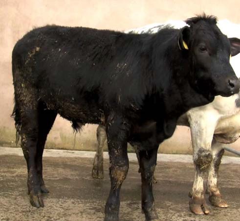 Growing cattle with thymic lymphosarcoma present with weight loss