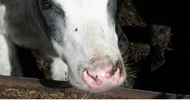 One month old calf with bovine popular stomatitis