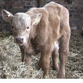 Swelling of the calf's cheek