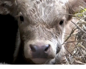 The calf's lower jaw is wet caused by drooling of saliva with obvious swelling of the cheek