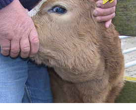 Calf diphtheria lesion caused by stomach tube