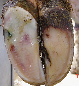 White line abscesses