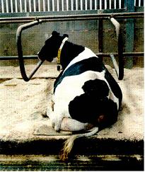 Keeping cows in a clean hygienic environment will reduce Bactoscan levels