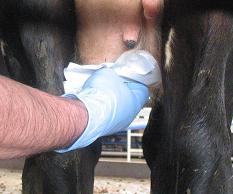 Mastitis control and management