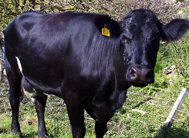 Sick cow caused by summer mastitis