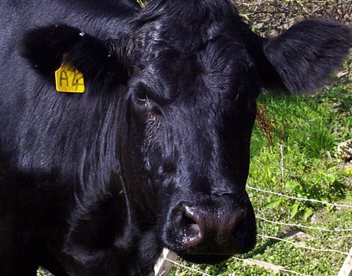 Sick cow caused by summer mastitis