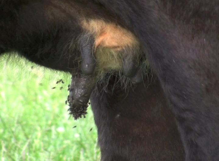 Transmission of infection is thought to be by the head fly