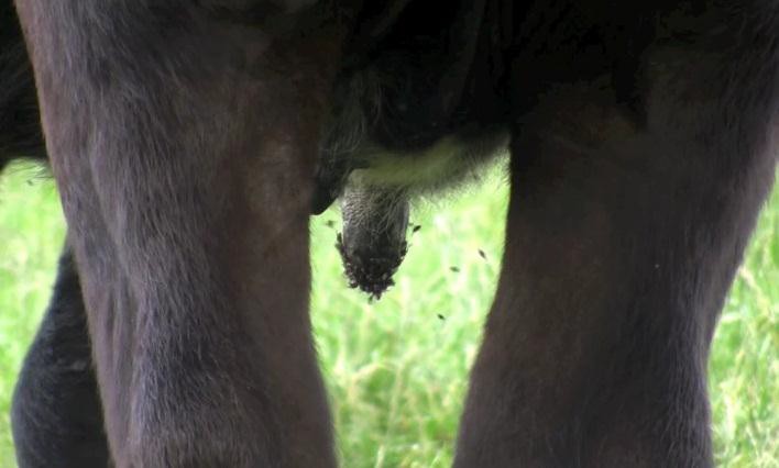 Huge number of flies surrounding the teat orifice