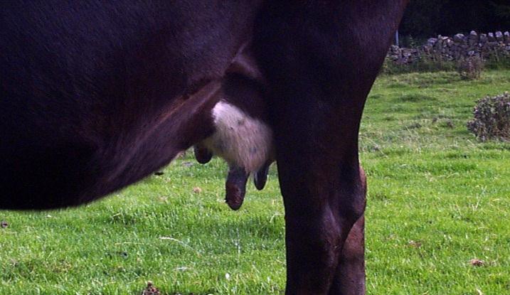 Fly control measures (usually synthetic pyrethroids) include methods such as impregnated fly tags, pour-on preparations and sprays