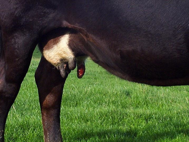 Trauma caused to the teat by the cow repeatedly licking the teat due to irritation from flies