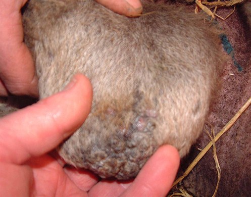 1 Chorioptic mange scrotum