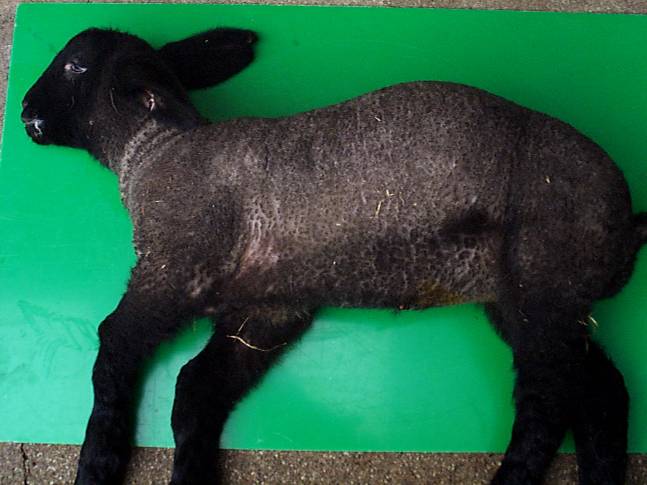 2 Clostridia pasteurella vaccination lamb dysentery