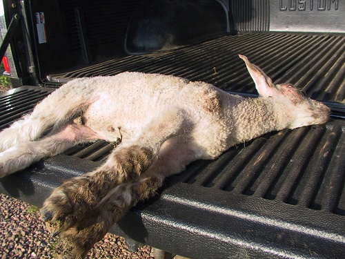 5 Clostridia pasteurella vaccination sheep tetanus