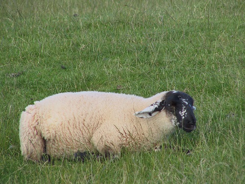6 Clostridia pasteurella sheep systemic pasteurellosis