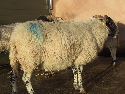 1 Johnes Paratuberculosis wasting diseases sheep