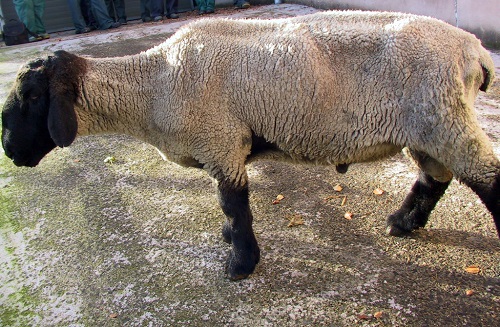 2 Johnes Paratuberculosis wasting diseases sheep