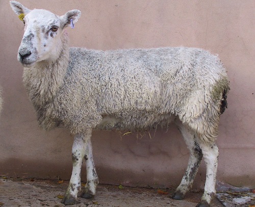 3 Johnes Paratuberculosis wasting diseases sheep chronic weight loss poor fleece