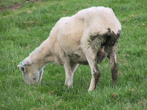5 Johnes Paratuberculosis wasting diseases sheep