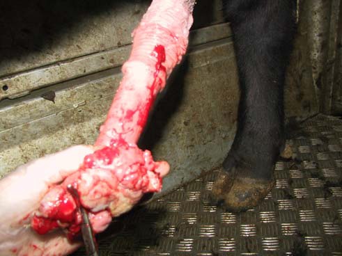 Papillomatosis (Warts, Fibropapillomas)