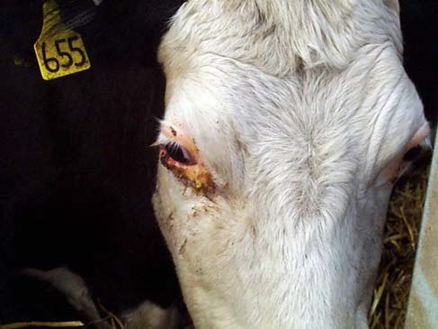 Lymphatic and other tumours in cattle