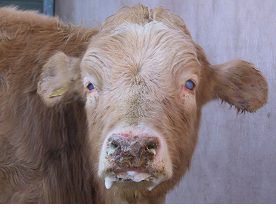 Malignant Catarrhal Fever (MCF)